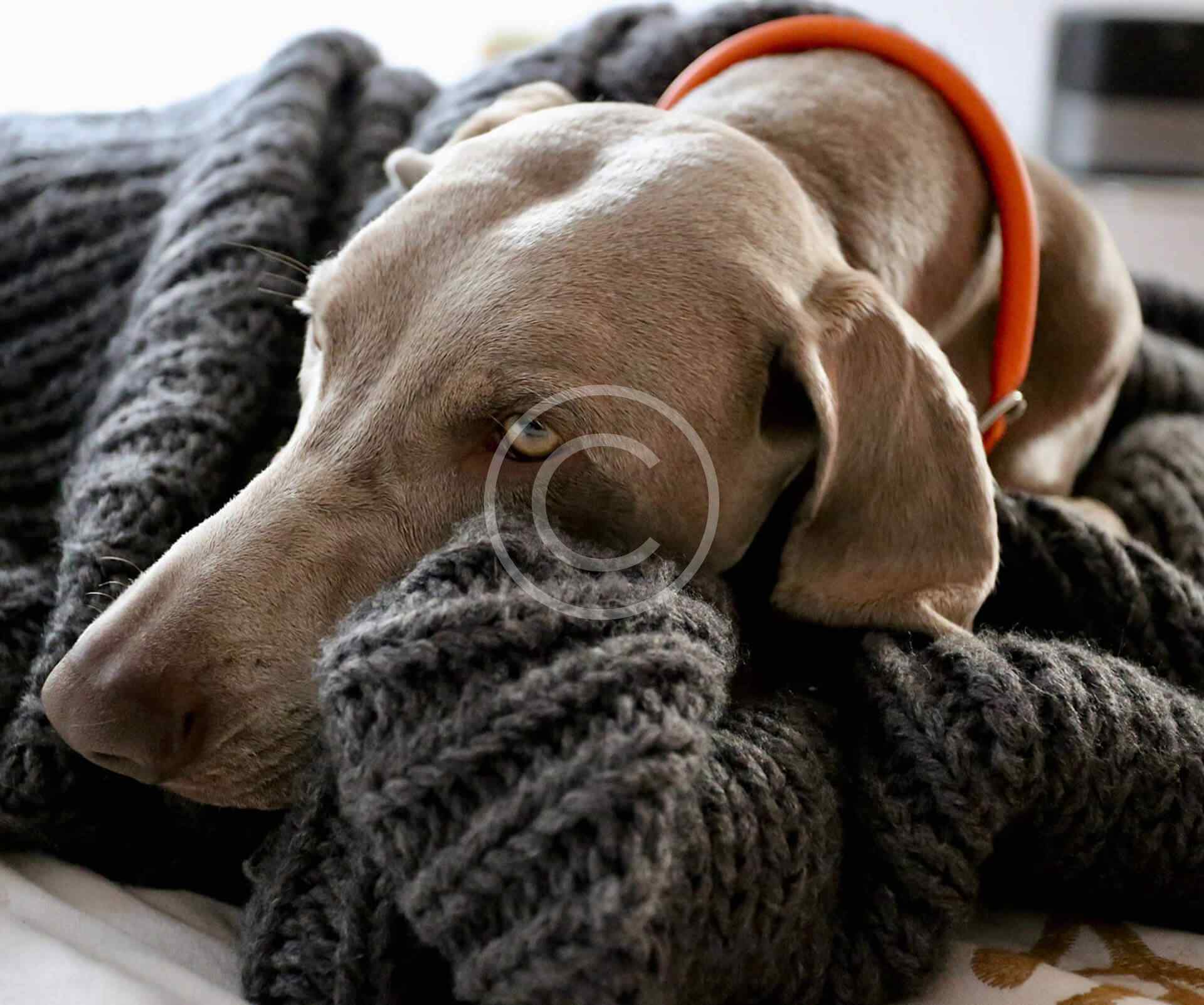 Haustierpflege & Grooming